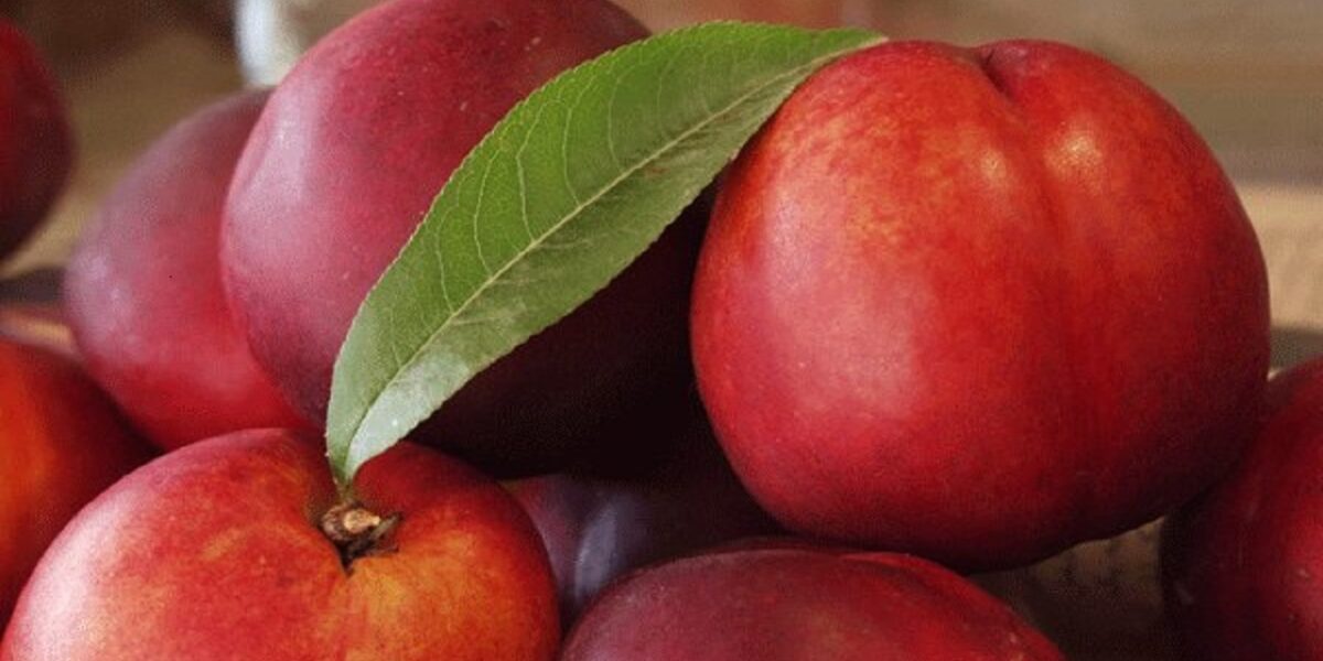 میوه‌ای برای سلامت چشم و پوست