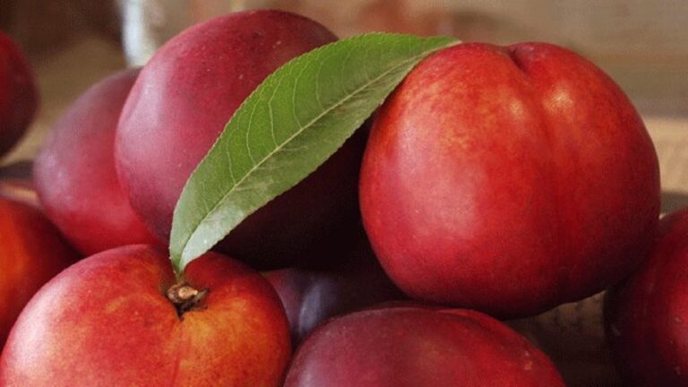 میوه‌ای برای سلامت چشم و پوست