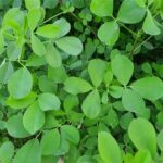 گیاهی که باورتان نمی‌شود ضد کلسترول و قند باشد