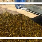 سرطان در دبه‌های خیارشور فله‌ای