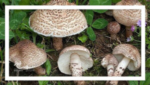 مسمومیت قارچی؛ این قارچ‌ها می‌توانند جان شما را تهدید کنند!