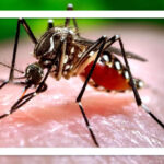 گسترش تب دنگی با بارش‌های پاییزی و فعالیت پشه آئدس در مناطق جنوبی و شمالی