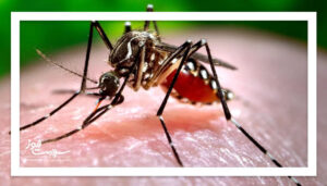 گسترش تب دنگی با بارش‌های پاییزی و فعالیت پشه آئدس در مناطق جنوبی و شمالی