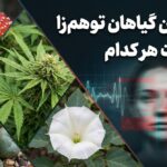 رایج ترین گیاهان توهم زا به همراه خطرات
